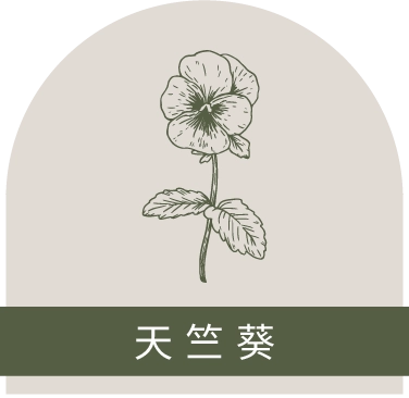 天竺葵